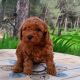 Poodle Puppies for sale in Berlin, Germany. price: NA
