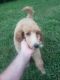 Poodle Puppies for sale in Asheville, NC 28806, USA. price: $965