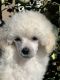 Poodle Puppies for sale in Corona, CA, USA. price: $3,500