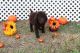 Poodle Puppies for sale in Sulphur, LA, USA. price: NA
