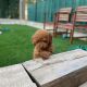 Poodle Puppies for sale in New York, NY, USA. price: $400