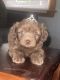 Poodle Puppies for sale in Cicero, IL, USA. price: $500