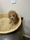 Poodle Puppies for sale in Pearland, TX 77584, USA. price: NA