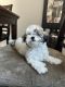 Poodle Puppies for sale in North Hollywood, Los Angeles, CA, USA. price: NA