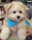Poodle Puppies for sale in Lancaster, KY 40444, USA. price: NA