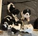 Poodle Puppies for sale in Kalkaska, MI 49646, USA. price: NA