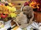 Poodle Puppies for sale in Fort Myers, FL, USA. price: NA