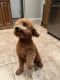 Poodle Puppies for sale in Glen Head, NY, USA. price: $900