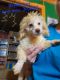 Poodle Puppies for sale in Hattiesburg, MS, USA. price: $800