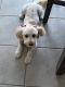 Poodle Puppies for sale in 13335 Hyacinth Ct, Victorville, CA 92392, USA. price: NA