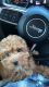 Poodle Puppies for sale in Fort Worth, TX, USA. price: $1,500