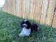 Poodle Puppies for sale in Nucla, CO 81424, USA. price: NA