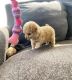 Poodle Puppies for sale in 1751 W Aster Dr, Phoenix, AZ 85029, USA. price: $500