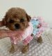 Poodle Puppies for sale in California City, CA, USA. price: $650