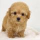 Poodle Puppies for sale in California City, CA, USA. price: $650
