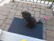 Poodle Puppies for sale in Norristown, PA, USA. price: NA