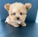Poodle Puppies for sale in Atlanta, GA, USA. price: $250