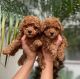 Poodle Puppies for sale in Tennessee City, TN 37055, USA. price: $260