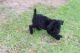 Poodle Puppies for sale in Sulphur, LA, USA. price: NA
