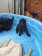 Poodle Puppies for sale in Mobile, AL, USA. price: $1,500