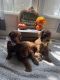 Poodle Puppies for sale in Hartsville, SC 29550, USA. price: NA