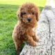 Poodle Puppies for sale in Dallas, TX, USA. price: $850