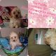 Poodle Puppies for sale in Converse, TX, USA. price: $1,000