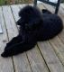 Poodle Puppies for sale in Ocala, FL, USA. price: $1,000