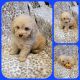 Poodle Puppies for sale in Splendora, TX, USA. price: $900