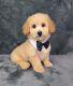 Poodle Puppies for sale in Belleview, FL, USA. price: $1,150