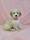 Poodle Puppies for sale in Belleview, FL, USA. price: NA