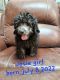 Poodle Puppies for sale in Hattiesburg, MS, USA. price: $800