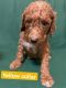 Poodle Puppies for sale in Northridge, Los Angeles, CA, USA. price: $1,900