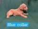 Poodle Puppies for sale in Northridge, Los Angeles, CA, USA. price: NA