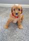 Poodle Puppies for sale in Wales, 1448 MA Purmerend, Netherlands. price: 400 EUR
