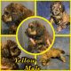 Poodle Puppies for sale in Toledo, OH, USA. price: NA