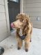 Poodle Puppies for sale in San Antonio, TX, USA. price: $50