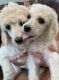 Poodle Puppies for sale in Ennis, TX, USA. price: NA