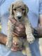 Poodle Puppies for sale in Lebanon, MO 65536, USA. price: $900