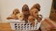 Poodle Puppies for sale in Springville, UT, USA. price: NA