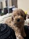 Poodle Puppies for sale in Raleigh, NC, USA. price: NA