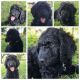 Poodle Puppies for sale in North Kansas City, MO, USA. price: $500