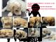 Poodle Puppies for sale in Detroit, MI, USA. price: $900