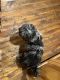 Poodle Puppies for sale in Overland Park, KS, USA. price: NA