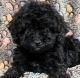 Poodle Puppies for sale in Wildomar, CA, USA. price: $600