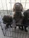 Poodle Puppies for sale in Roland, OK, USA. price: NA