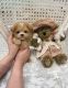 Poodle Puppies for sale in Grand Rapids, MI, USA. price: $500