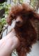 Poodle Puppies for sale in San Francisco Bay Area, CA, USA. price: NA