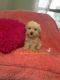 Poodle Puppies for sale in Pearland, TX 77584, USA. price: NA