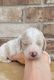 Poodle Puppies for sale in Odessa, TX, USA. price: $12,001,800